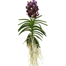 Load image into Gallery viewer, Vanda orchids
