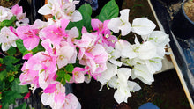 Load image into Gallery viewer, Bougainvillea ‘Ms. Alice’
