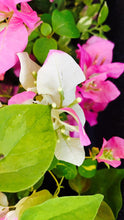 Load image into Gallery viewer, Bougainvillea ‘Ms. Alice’
