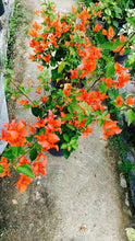 Load image into Gallery viewer, Bougainvillea Tomato Red
