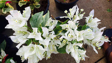 Load image into Gallery viewer, Bougainvillea ‘White Madonna’
