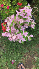 Load image into Gallery viewer, Bougainvillea ‘Silhouette’
