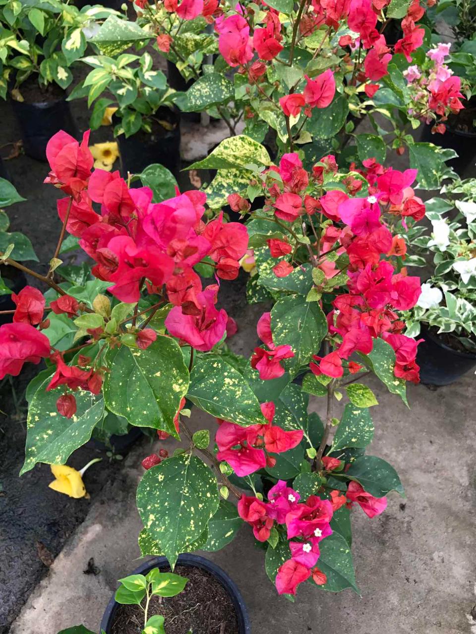 Bougainvillea Variegated Red