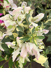 Load image into Gallery viewer, Bougainvillea ‘White Madonna’

