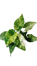 Load image into Gallery viewer, Philodendron Giganteum Variegated
