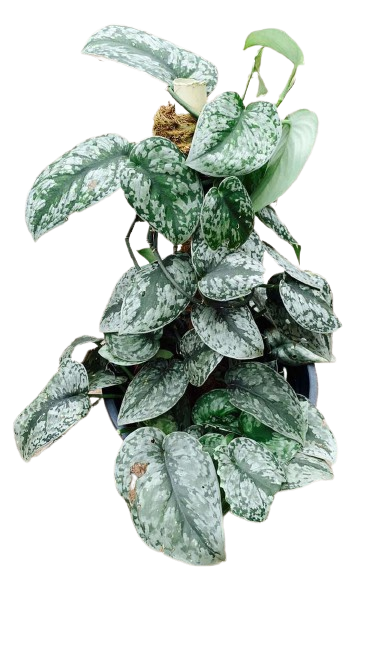 Philodendron Silver Pothos
