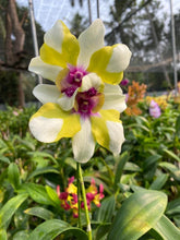 Load image into Gallery viewer, Dendrobium Orchid
