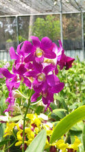 Load image into Gallery viewer, Dendrobium Orchid
